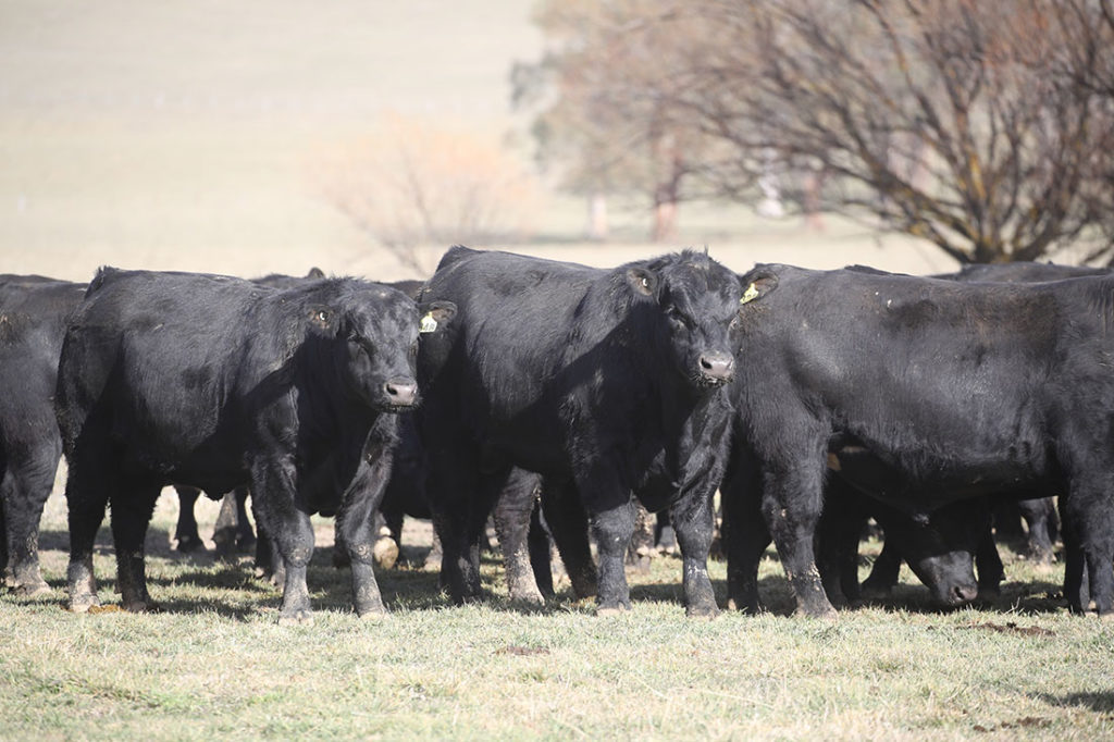 Karoo Angus Sale Bulls 2018 - Karoo Angus