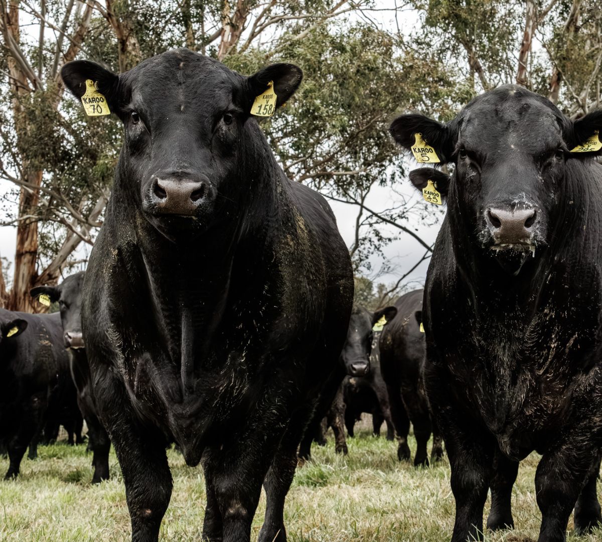 Close-up of Karoo Angus black bulls with yellow ear tags