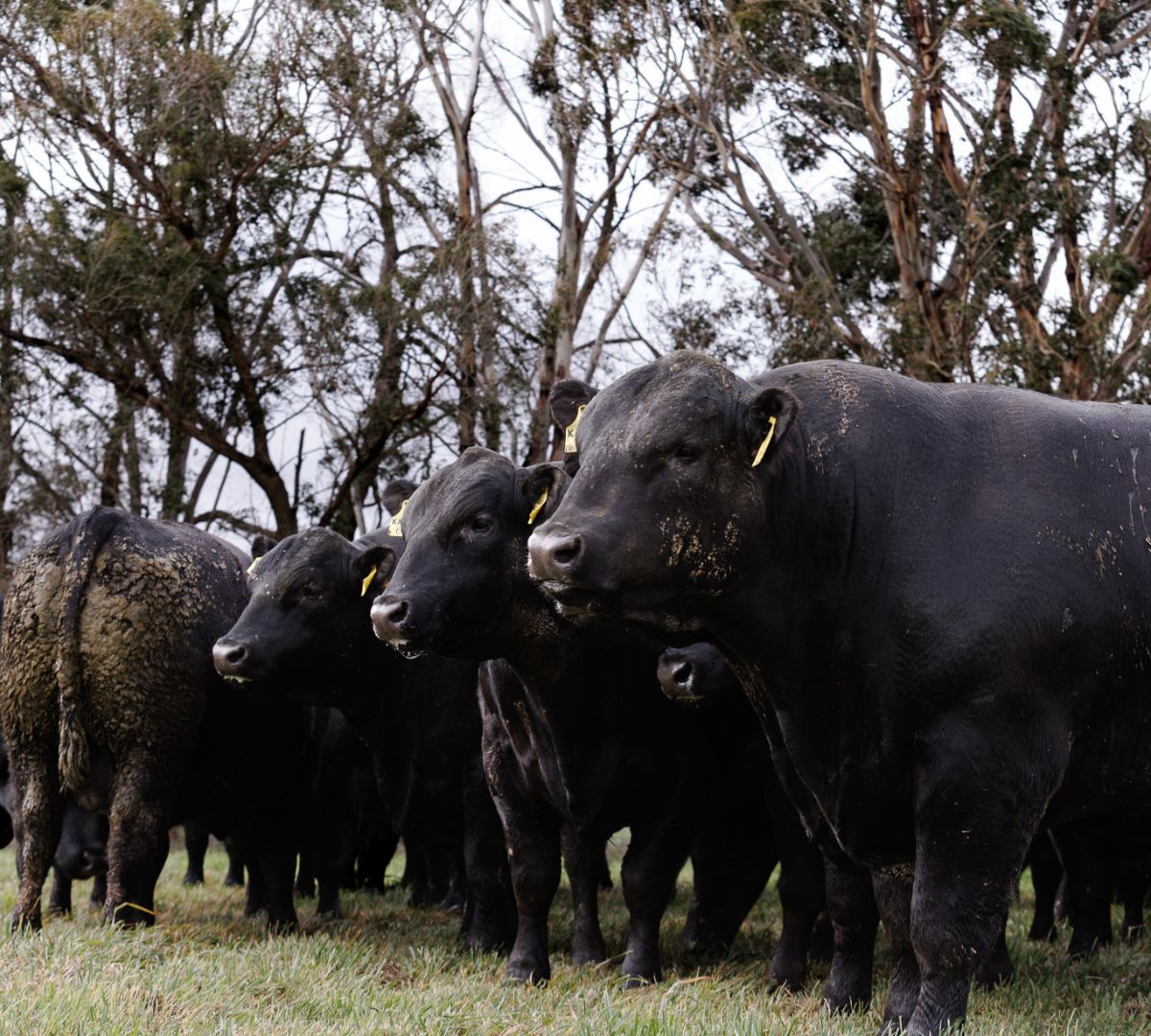 Karoo Angus sale bulls standing together among gum trees